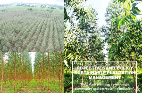  Siam Forestry Co.Ltd 's Surveillance FSC Audit 18-5-2024 