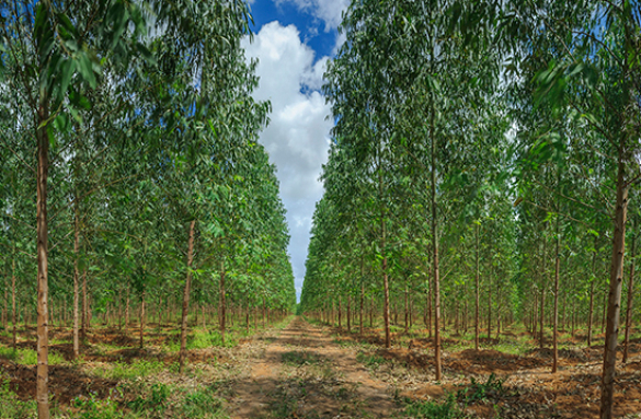  เอสซีจี ชวนเกษตรกรปลูกยูคาลิปตัสแบบยั่งยืน ร่วมผลักดันระบบจัดการสวนไม้ มาตรฐาน FSC 