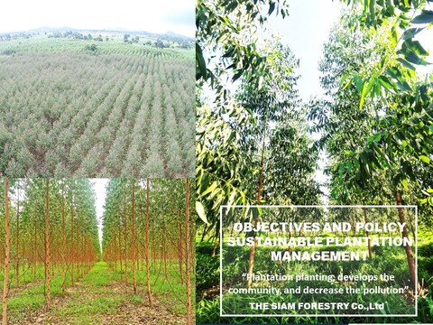 Siam Forestry Co.Ltd 's Surveillance FSC Audit 18-5-2024