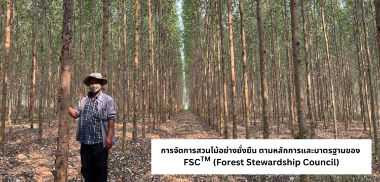 รายงานประจำปี 2565 การรับรอง การจัดการสวนป่าย่ังยืน แบบ กลุ่มย่อย ของบริษัท สยามฟอเรสทรี จำกัด