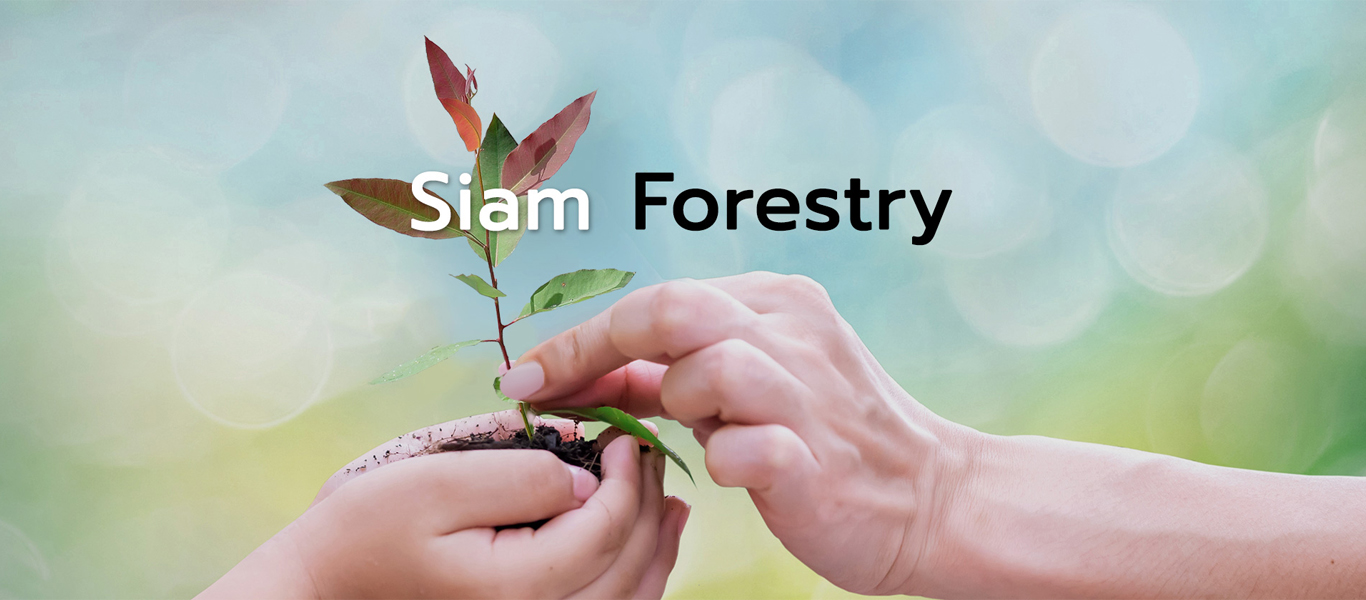 SCG,Siamforestry